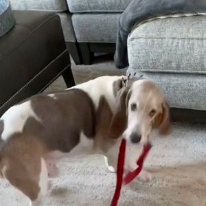 Meet your Posher, Rhonda